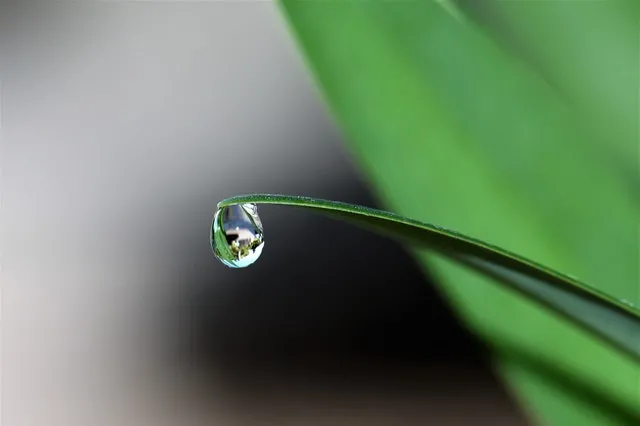 那些美好的谷雨文案短句微文案