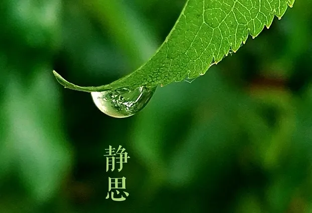 雨水节气文案：一朝春雨，万物清明微文案