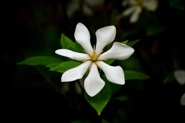 描写栀子花的优美句子微文案