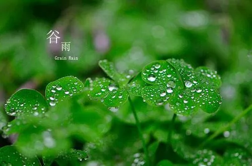 谷雨节气祝福语大全微文案