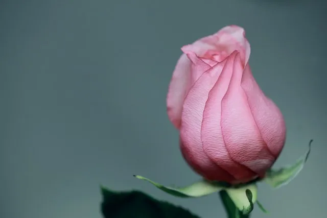 高质量的母亲节祝福语微文案