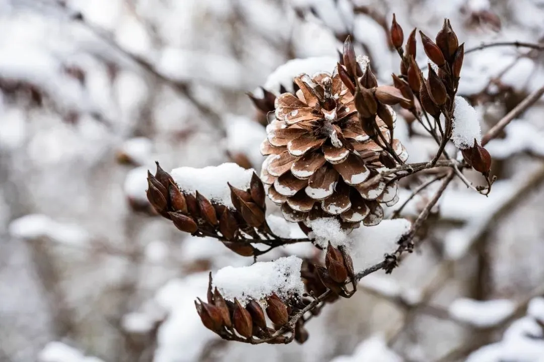 一些简单文艺的下雪文案微文案