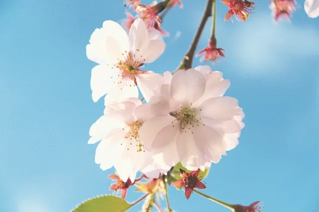 一些关于樱花的文案微文案