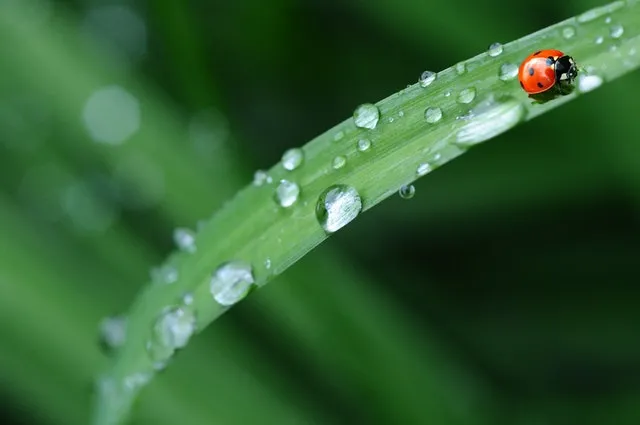 30句简单的谷雨文案微文案