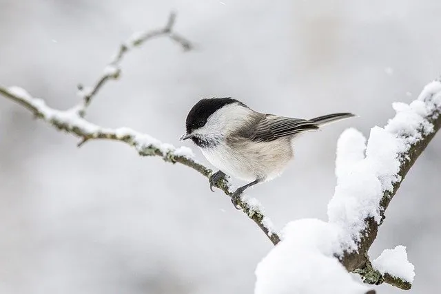 30句小雪文案，暖暖的很治愈微文案