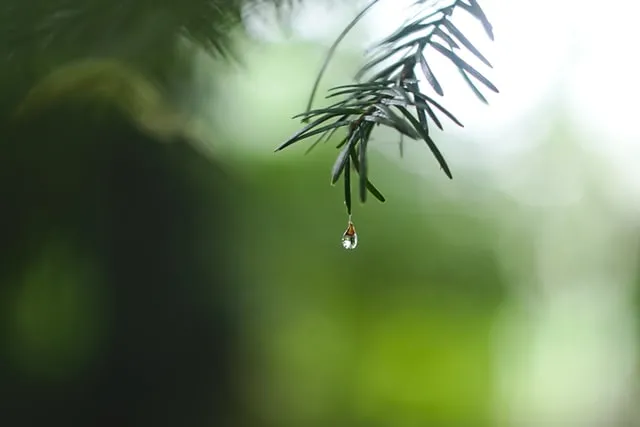 100个雨水节气文案句子微文案