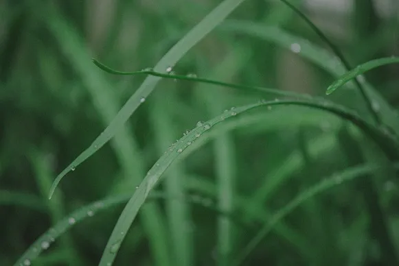 关于雨水的节气文案微文案